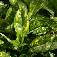 Aucuba - spotted laurel