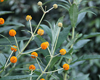 Buddleja globosa - orange ball tree