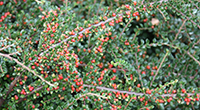 Cotoneaster
