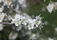 Pyrus - ornamental pear
