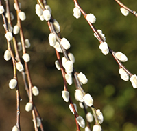 Salix caprea Kilmarnock - Kilmarnock willow