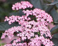 Sambucus - elder