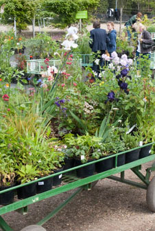 How to buy plants on our open day