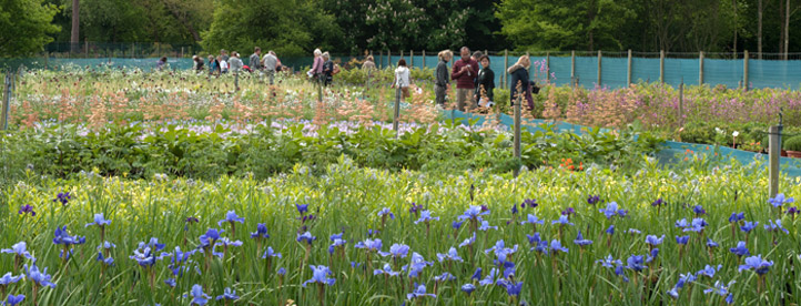 Crocus Open Day