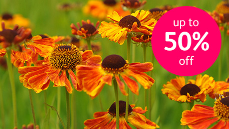 SUMMER SALE
