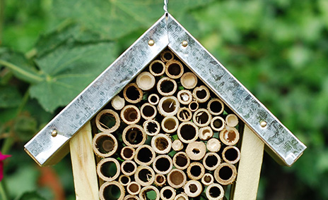 Planting for bees