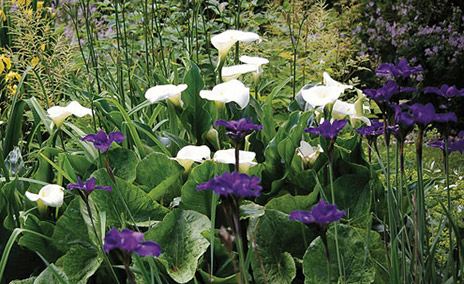 Summer Flowering Bulbs Late Spring Flowers
