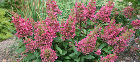 Late flowering hydrangeas