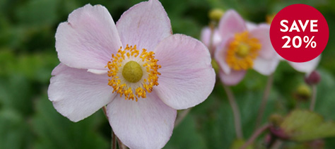 In flower perennials