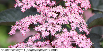 Gardening Features Timely Advice From Crocus Co Uk Certain Shrubs Slot Into The Border With Ease Partly Because Their Flowers Resemble Herbaceous Perennials Elders Sambucus May Not Sound Exciting