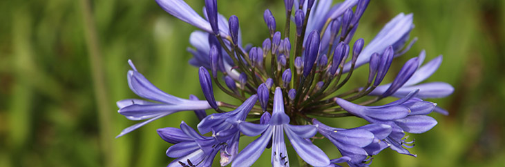 African Lily