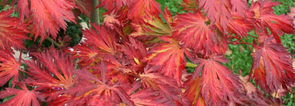 Autumn Colour