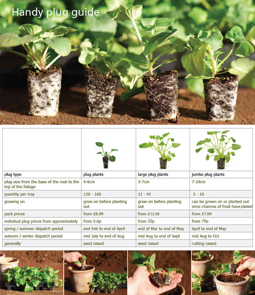 Bedding Plants Information bedding-plants-information