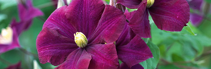 Large Flowered Clematis