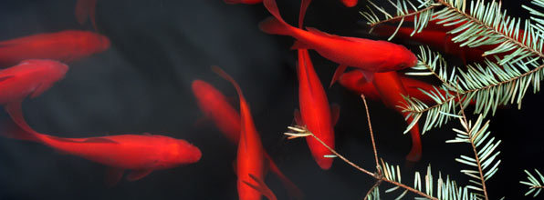 picture of pond with fish
