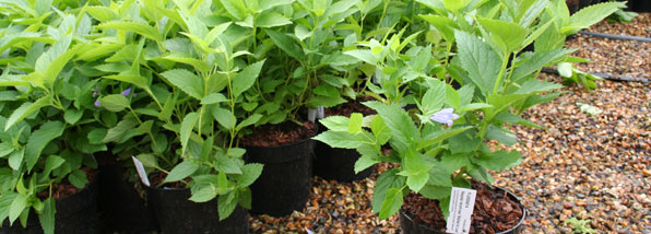 Healthy plants on our nursery