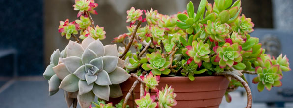 Which house plant where?