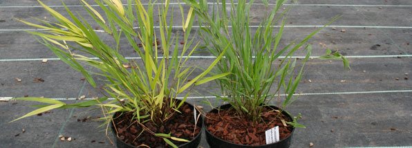 Peat free versus peat compost