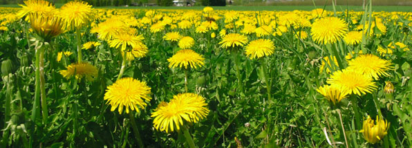 How to win the war on weeds