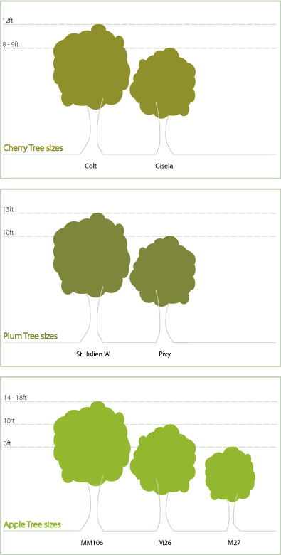 Tree Size Chart