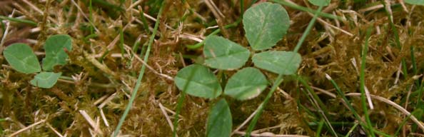 Clover