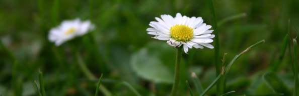 Daisy