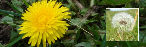 Dandelion