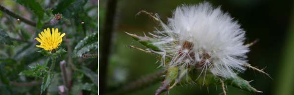 Groundsel