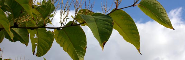 Japanese Knotweed