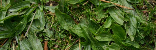 Plantain