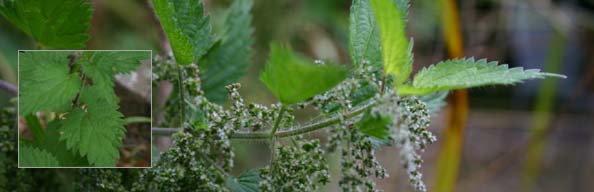 Stinging Nettle