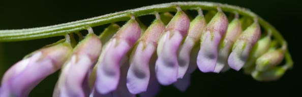 Vetch