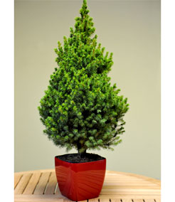 christmas trees christmas trees
