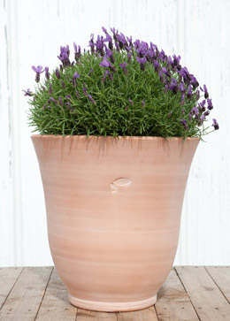 Crocus combinations