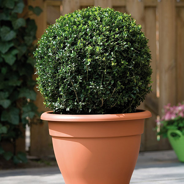 Buy Buxus & pot combination Buxus and patio 'planter combination'