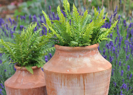 Crocus combinations