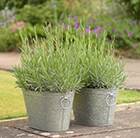 Lavender Hidcote and trough combination