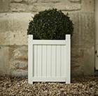 Buxus sempervirens and wooden planter combination