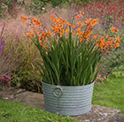 Crocosmia and ribbed planter combination