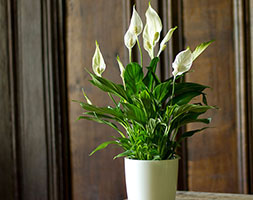Crocus combinations