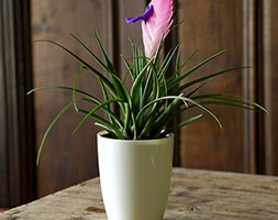 Crocus combinations
