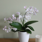 Phalaenopsis Blush Pink Willd Orchid and orchid pot cover combination