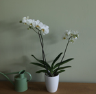 Phalaenopsis grandiflorum White and orchid pot cover combination
