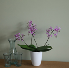Phalaenopsis Pink Willd Orchid and orchid pot cover combination