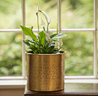 Spathiphyllum and brass coated hand etched planter