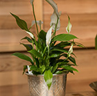 Spathiphyllum and etched aluminium planter