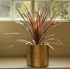 Cordyline 'Red Star' and hand etched brass planter