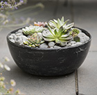 6 Echeveria starter plants and a rough cast charcoal black aluminium bowl