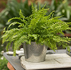 Nephrolepis exaltata and hand etched aluminium planter