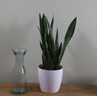 Sansevieria zeylanica and pot cover combination